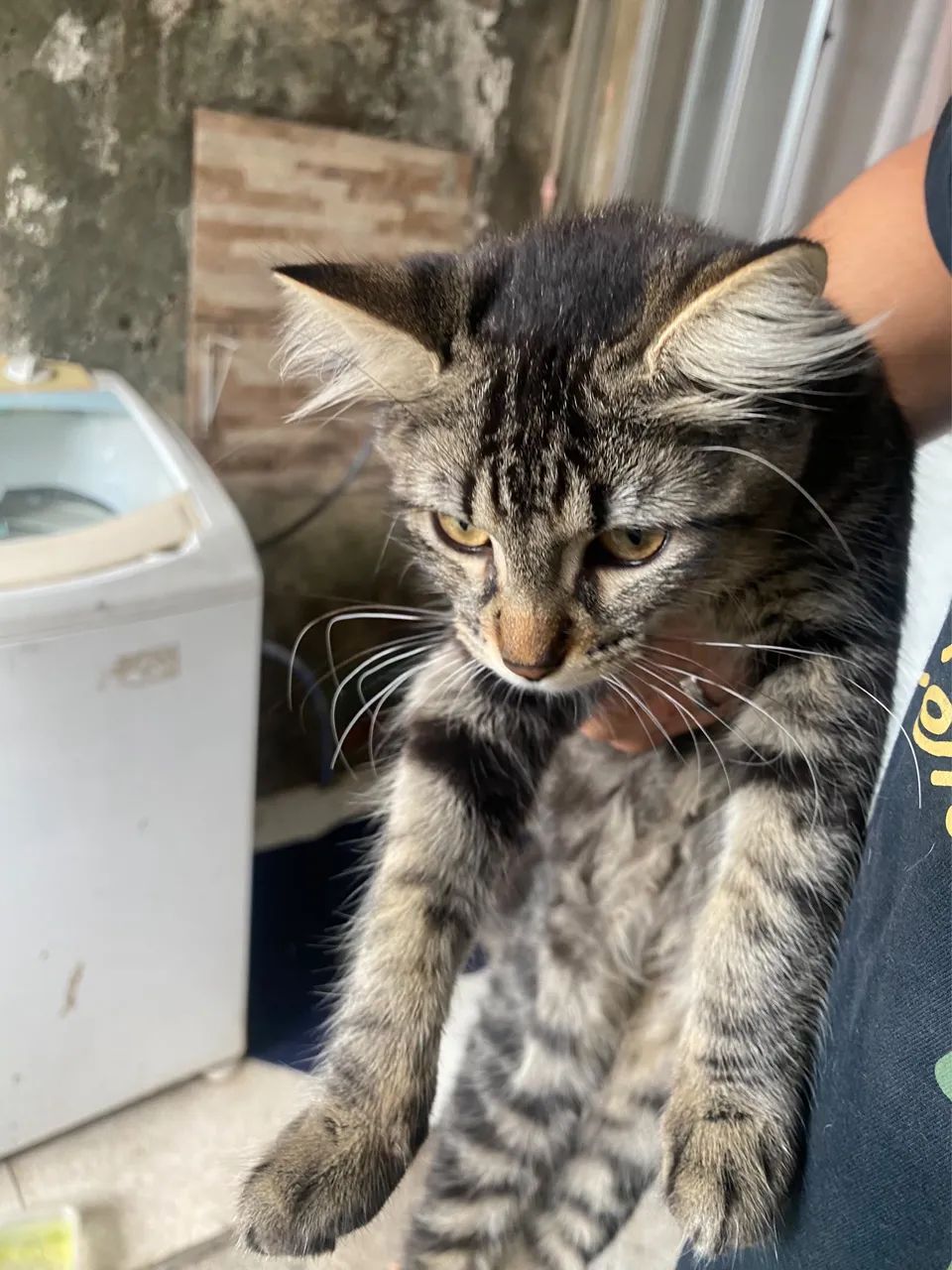 Gatinhos 