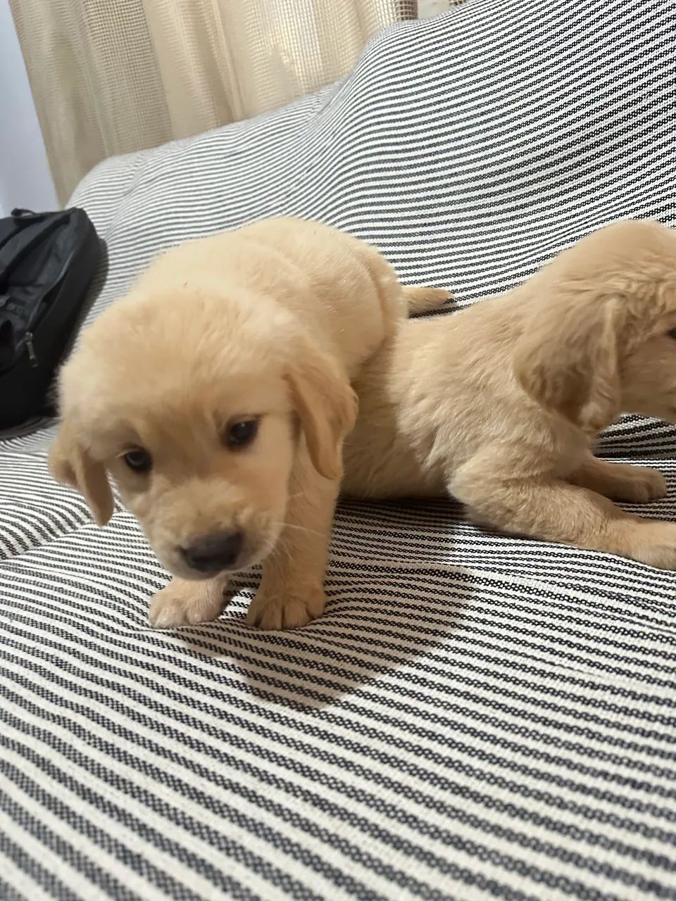 Golden retriever - Foto 3