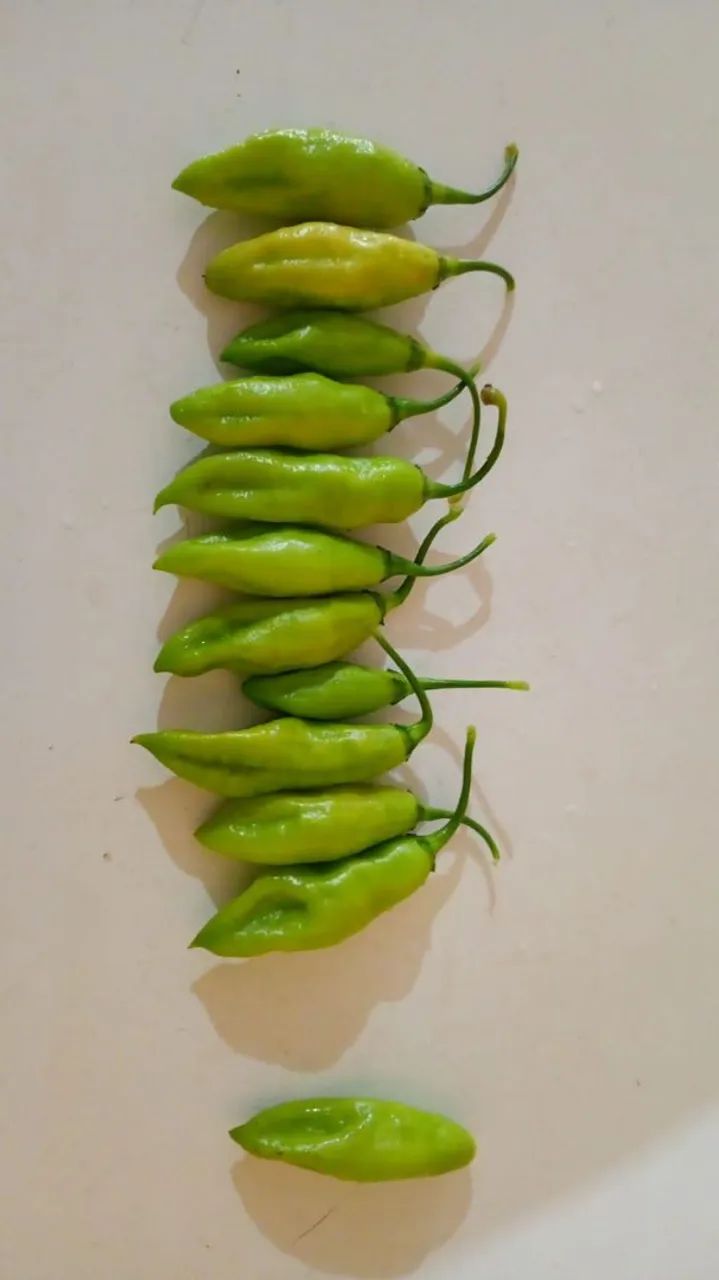 Pimenta de Cheiro - Foto 4