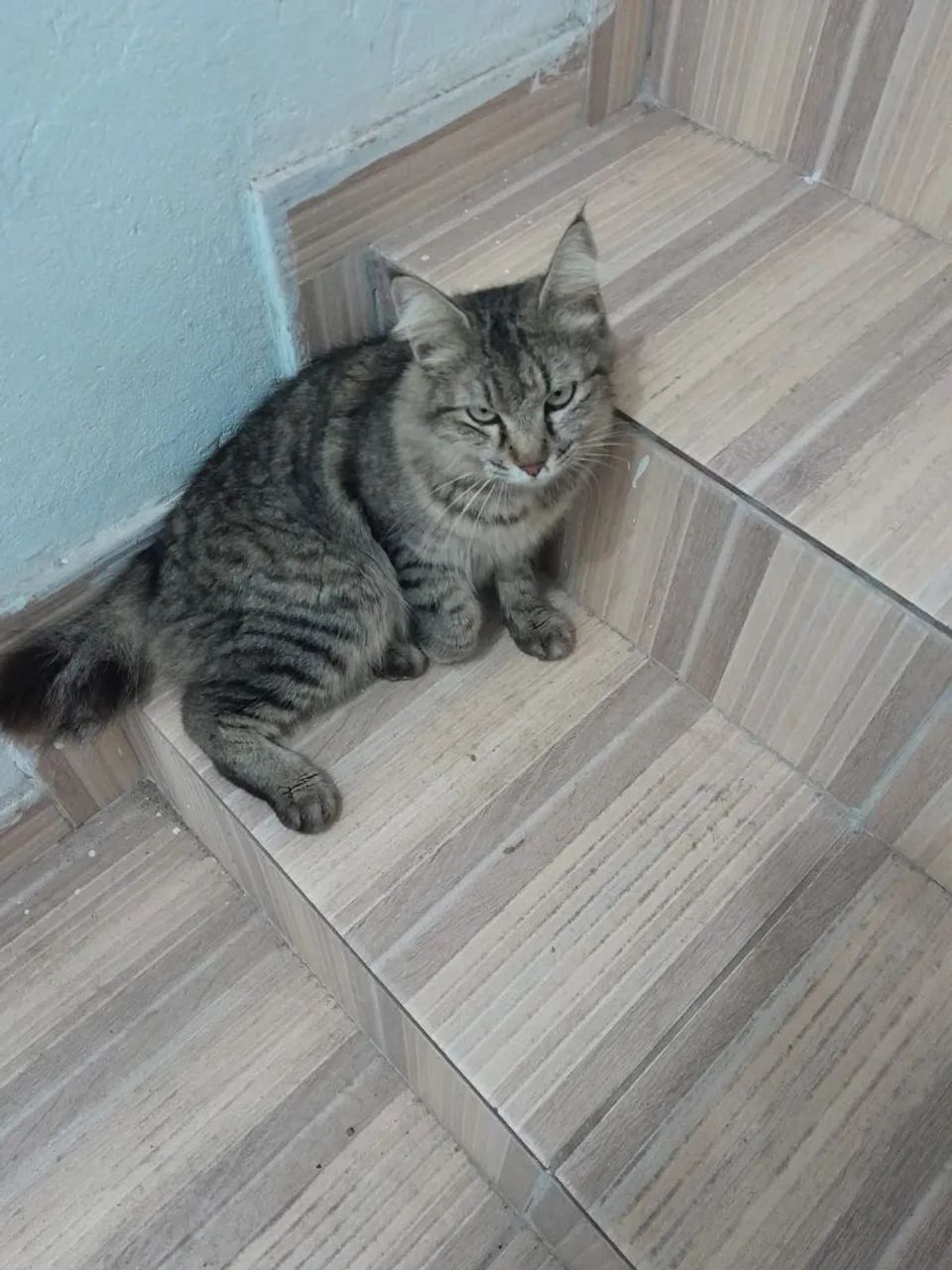Adoção Responsável  - Foto 3