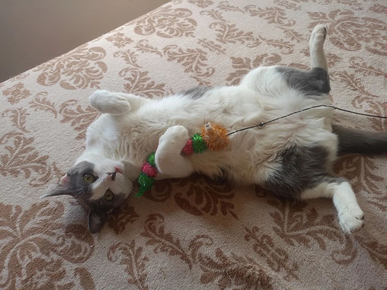 Doação Consciente 2 Gatinhos