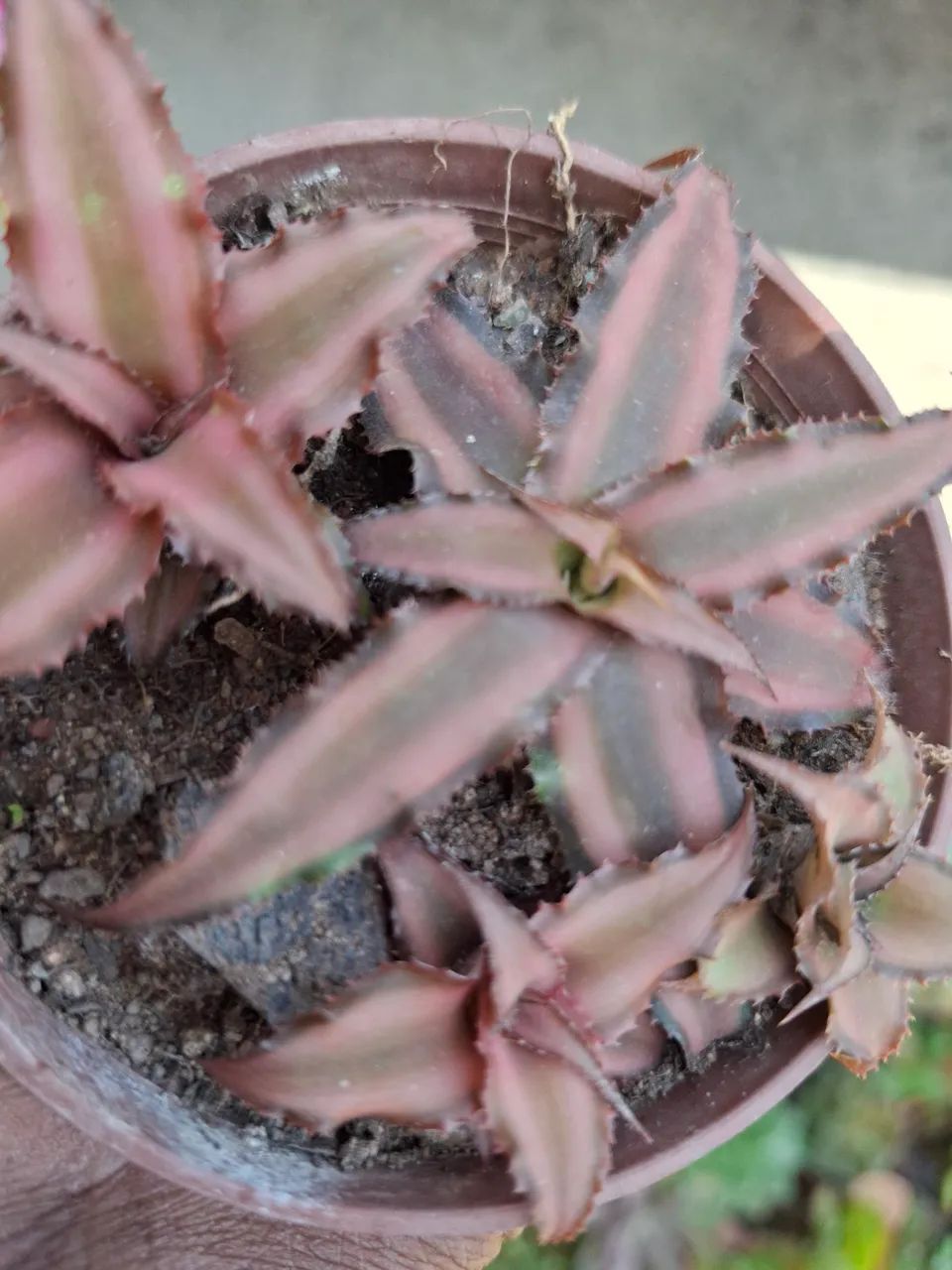 Plantas  - Foto 5