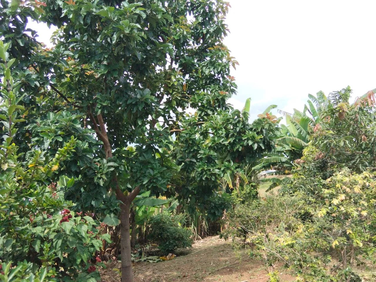 Chácara a venda em Atibaia sp  - Foto 3