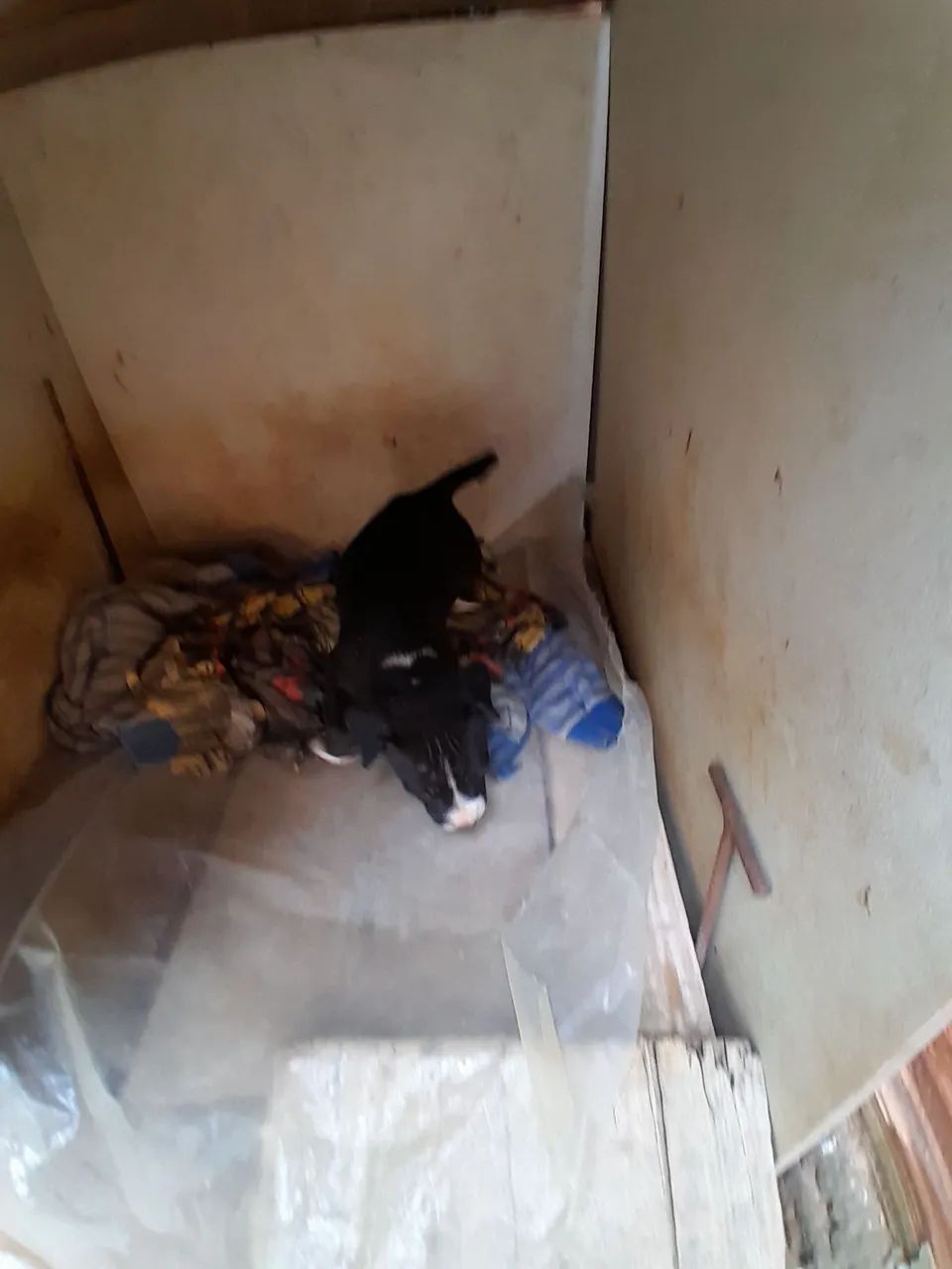 Cachorro 