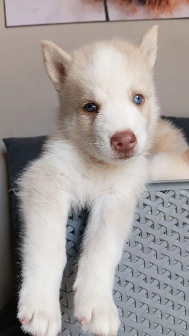 Husky siberiano  - Foto 3