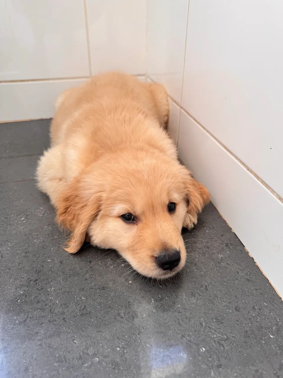 Golden retriever 2 meses  - Foto 4