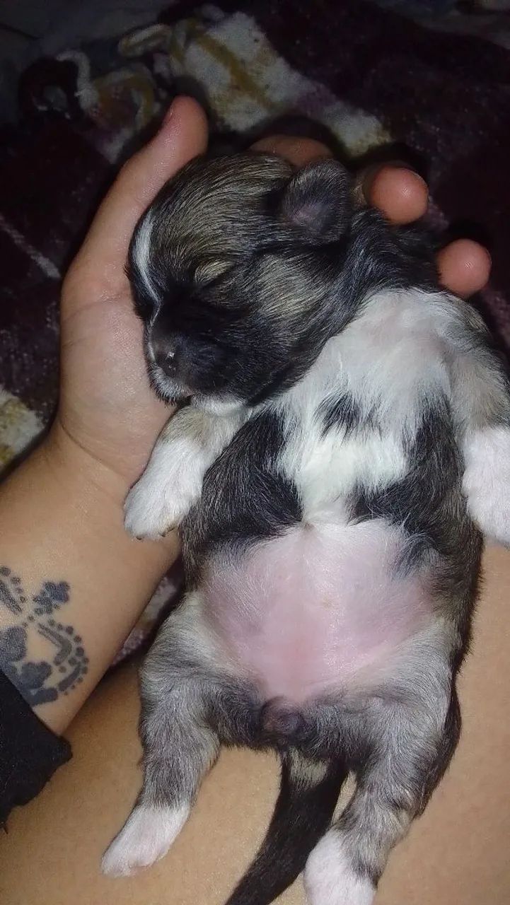 Shih Tzu Mini