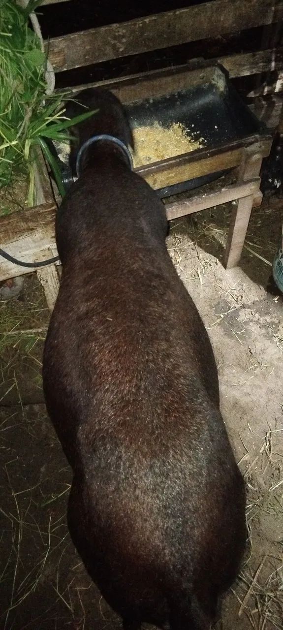 Lindo carneiro  - Foto 3