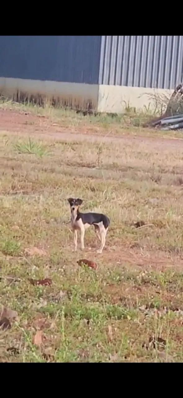 Adoção responsável urgente.  - Foto 2