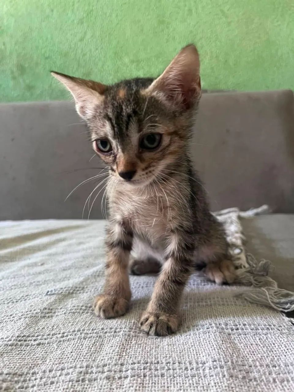 Filhotes pra adoção  - Foto 3