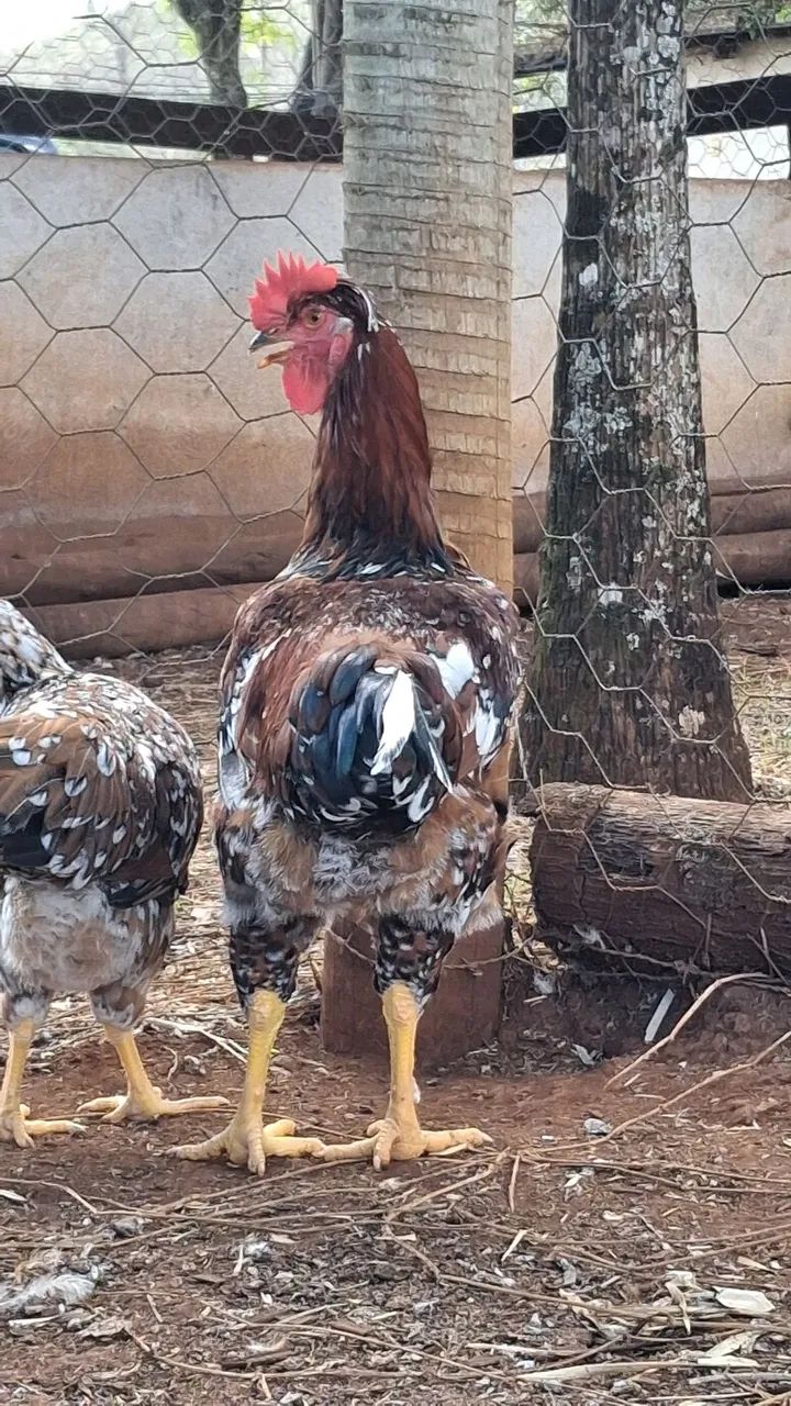 Frango / galo GSB - Foto 4