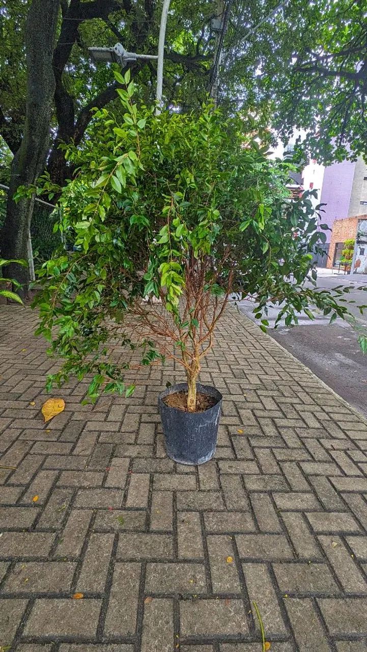 Jaboticabeira Híbrida 