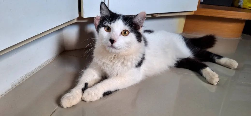 Doando  de gatos