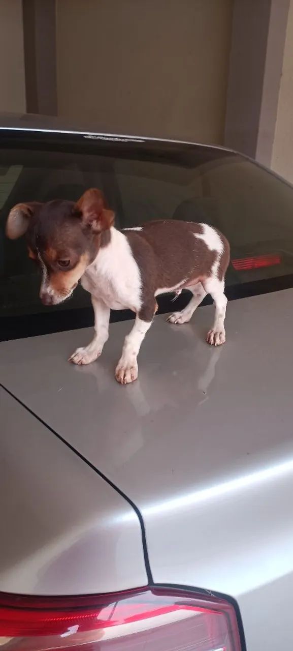 Raça pinscher  - Foto 2