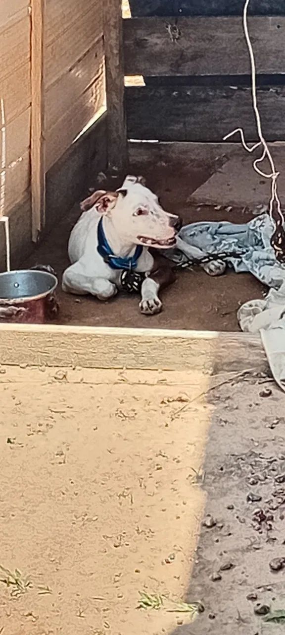 Pitbull com american bully 