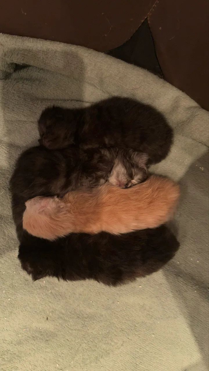 Gatos Persas - Foto 2