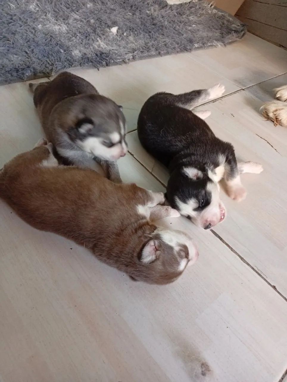 Husky siberiano top dos tops  - Foto 4