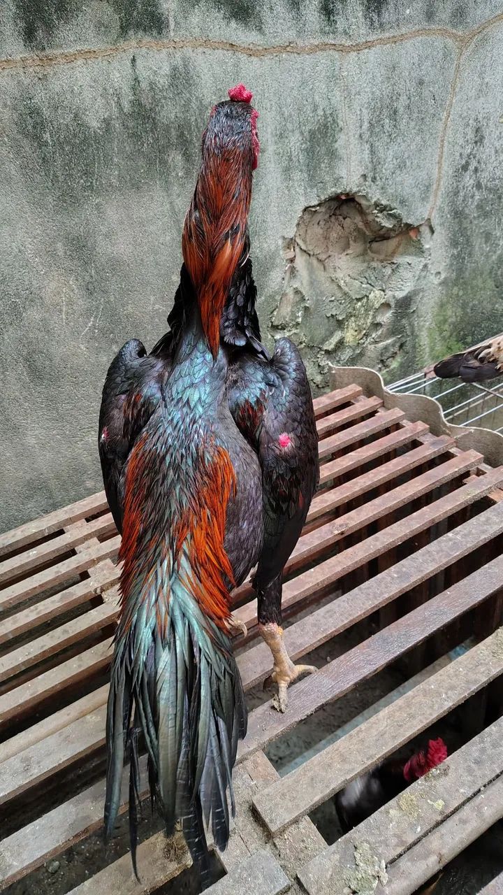 Frangos da raça Mura com 10 meses em torno de 3 kg valor unitário a partir de r$ 300 - Foto 3