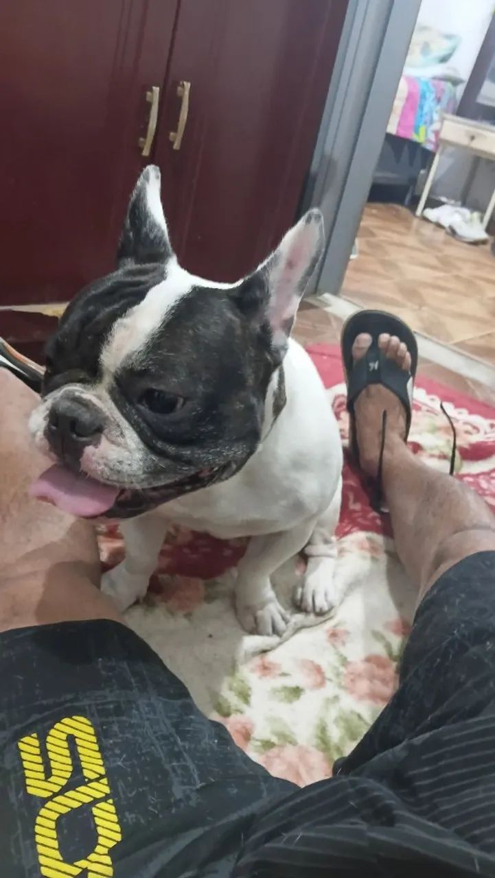 Buldog francês 