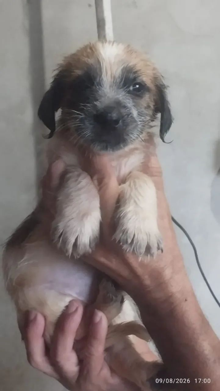 Filhote de cachorro  - Foto 2