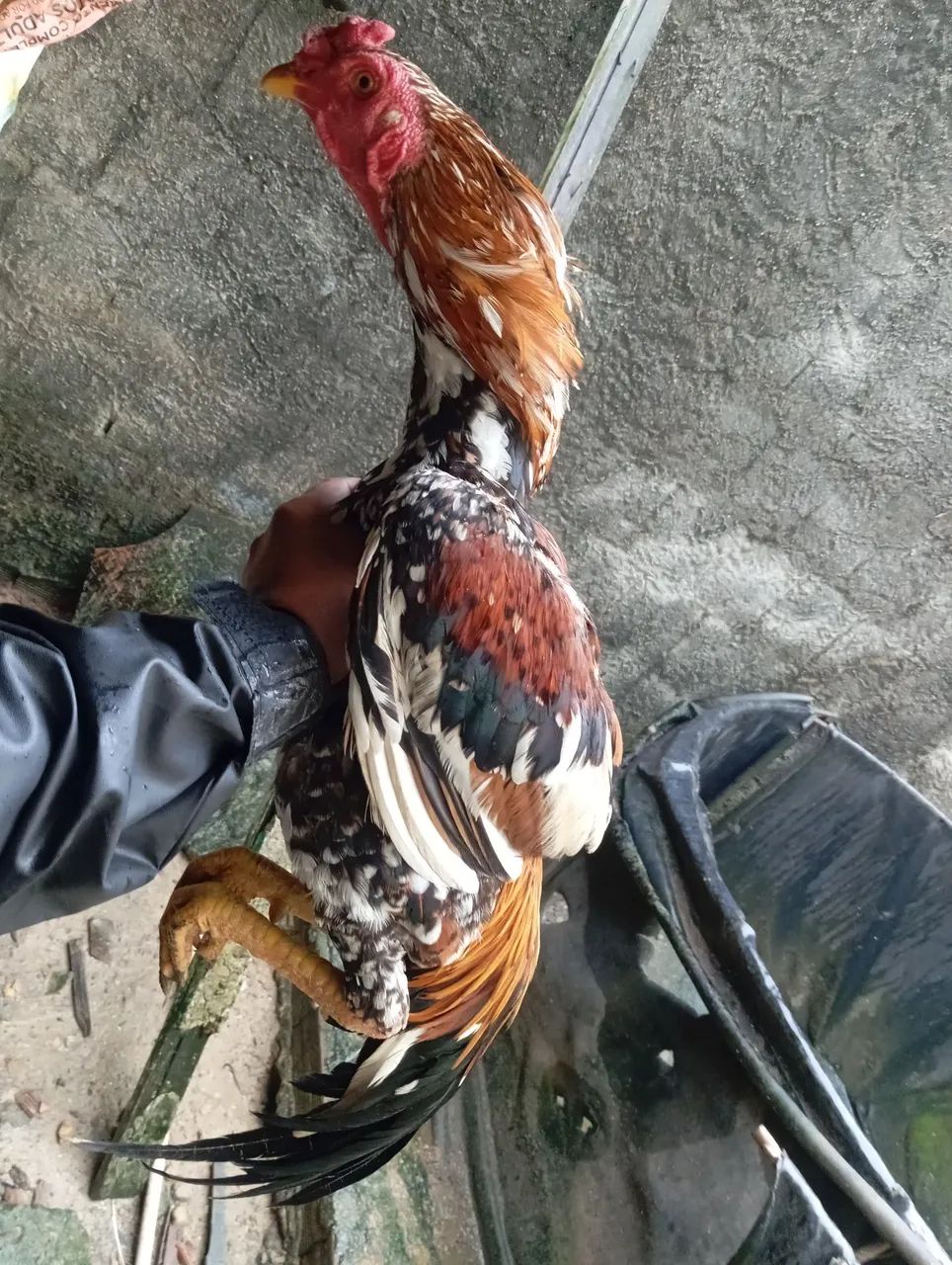 Galos e galinhas de raça 