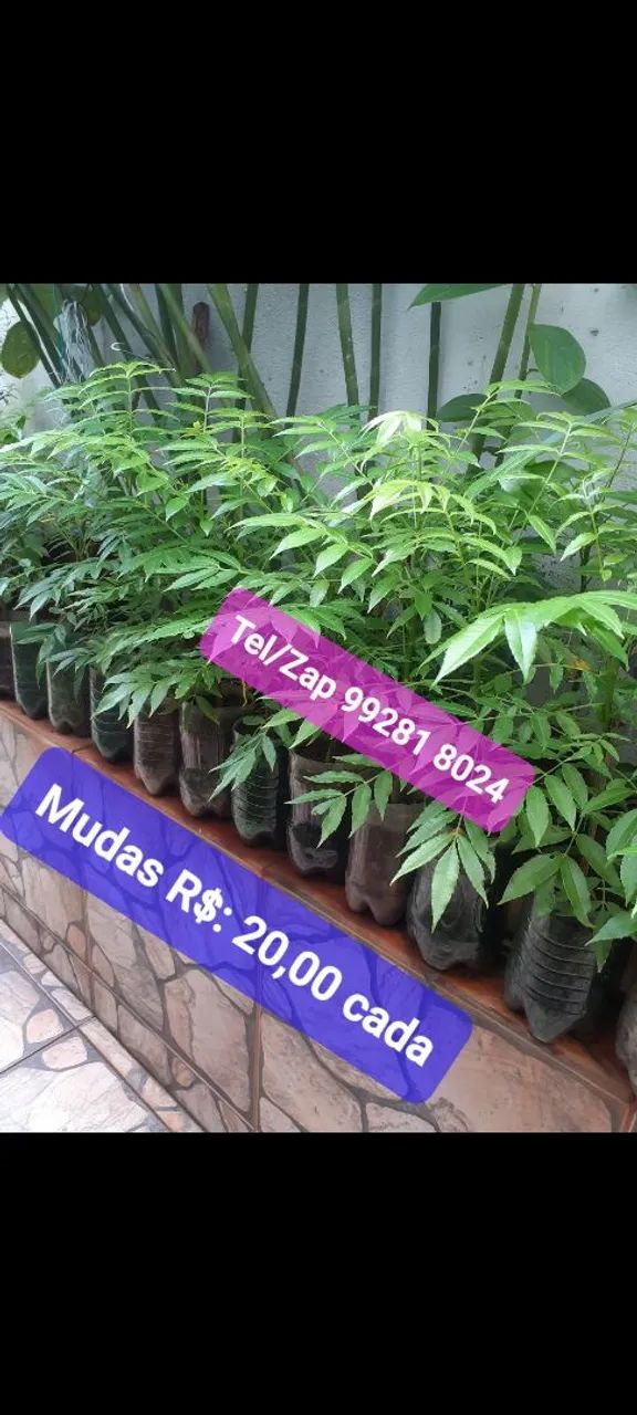 Mini Frutífera Cajamanga PRODUZINDO.  - Foto 3