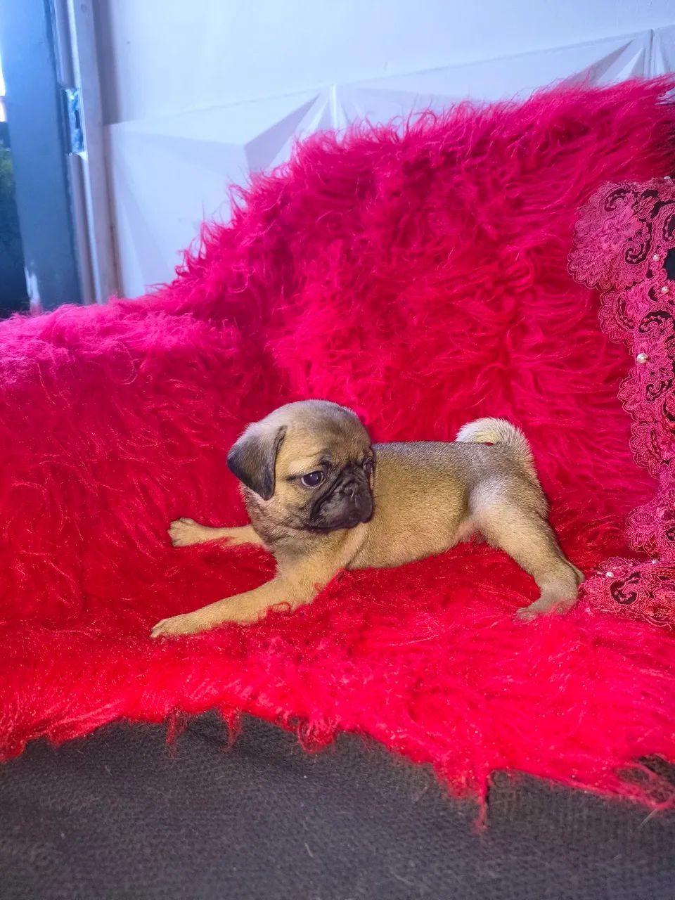 Lindo  Pug - Foto 4