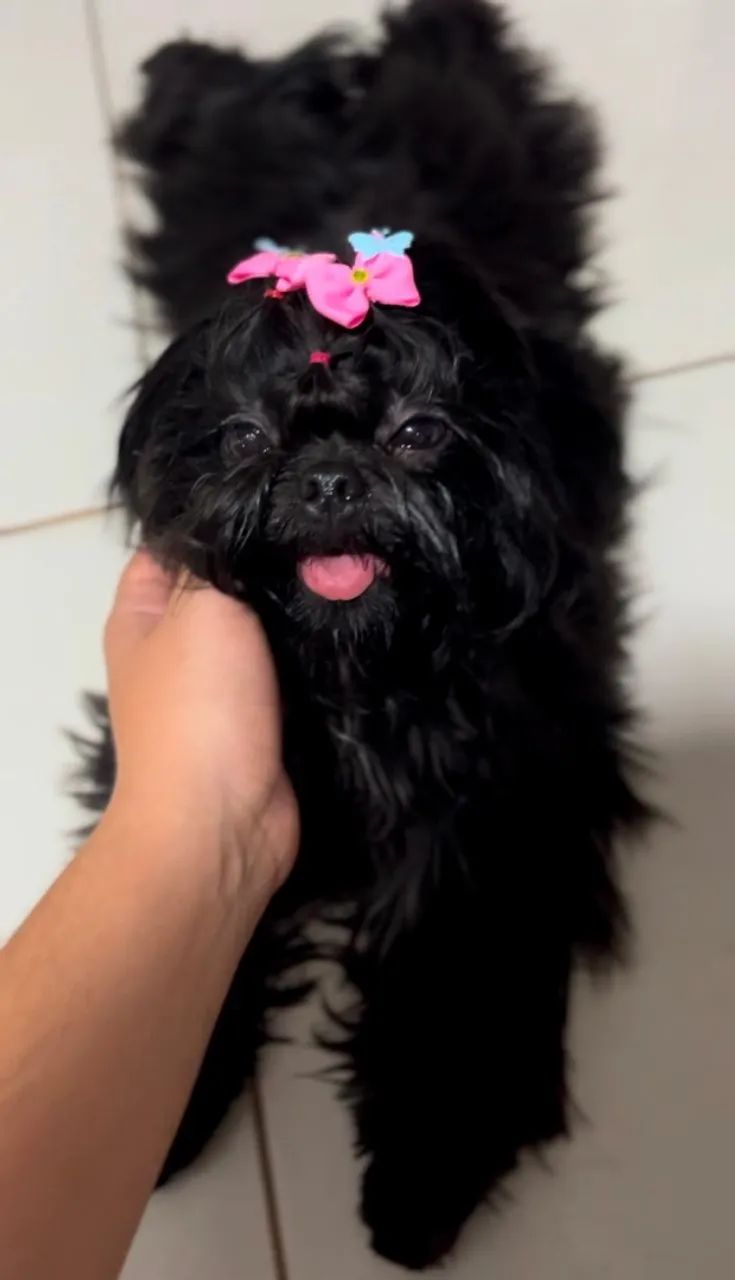 Shih tzu 9 meses 