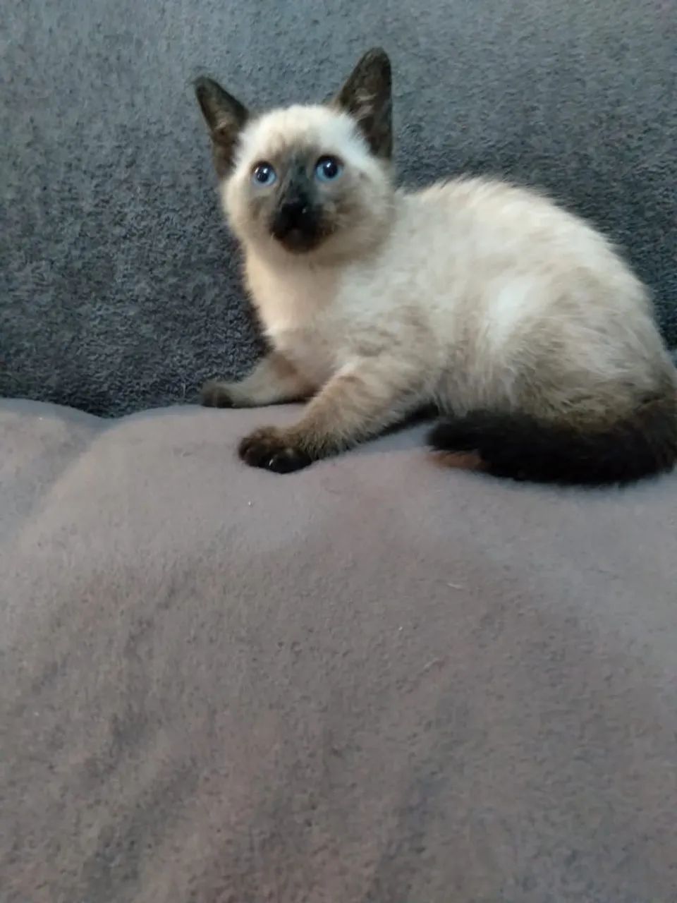 Siamês  - Foto 2