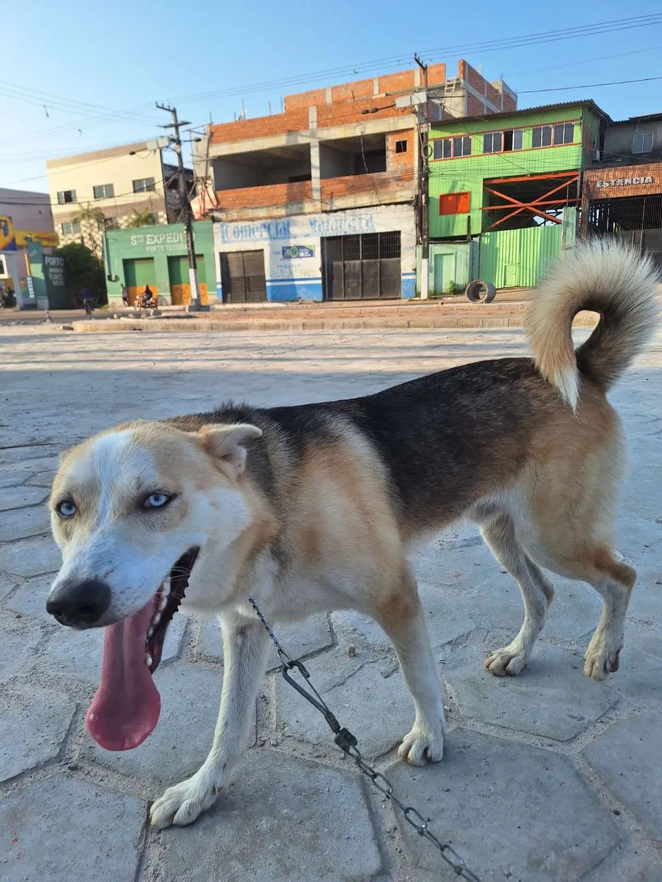 Husky Siberiano Macho  - Foto 4