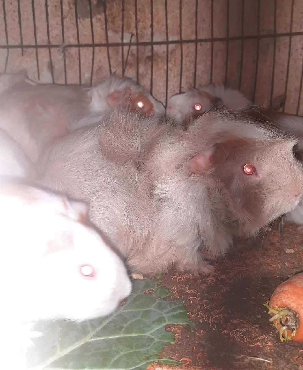 Vendo porquinho da Índia  - Foto 4