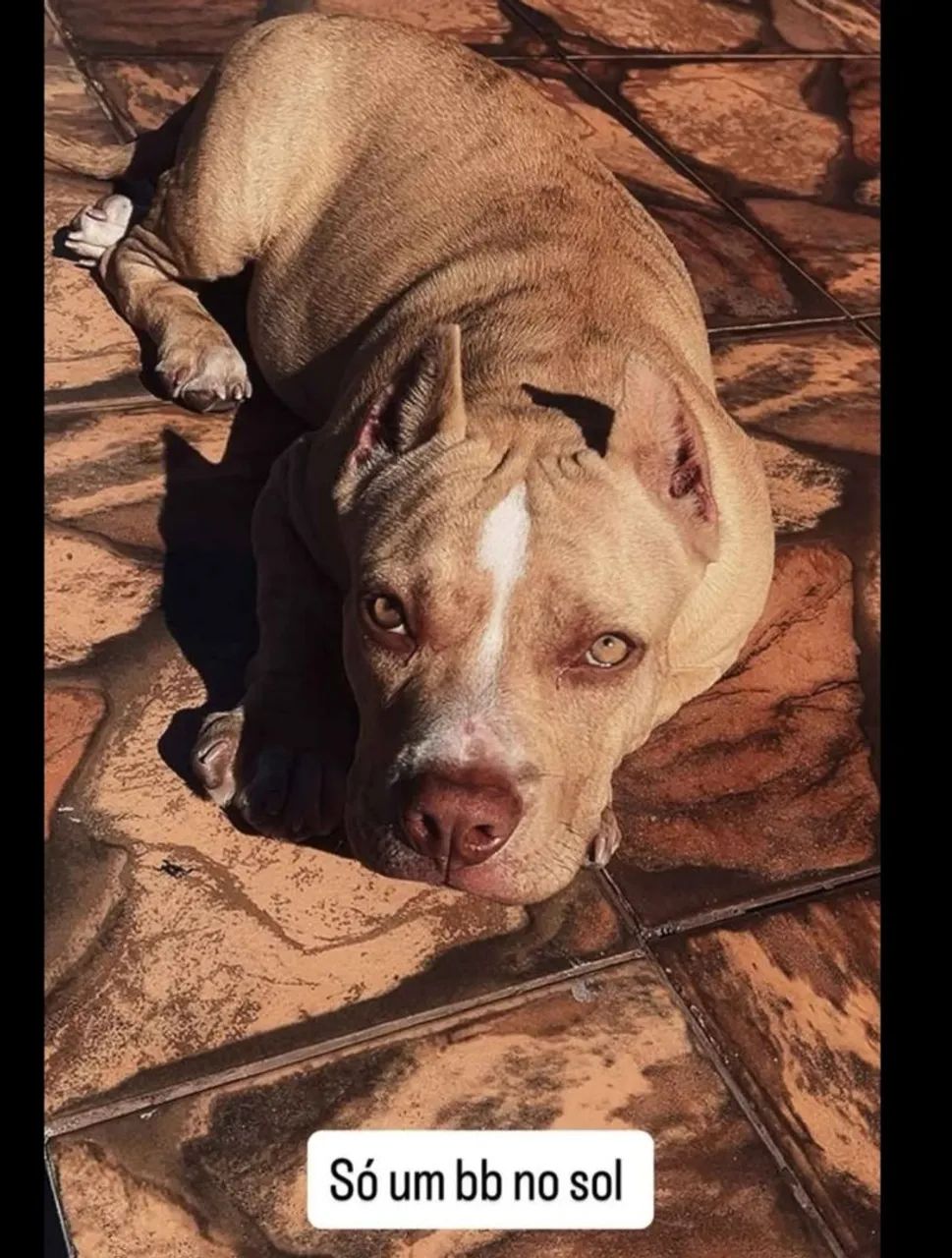 American Bully pocket 