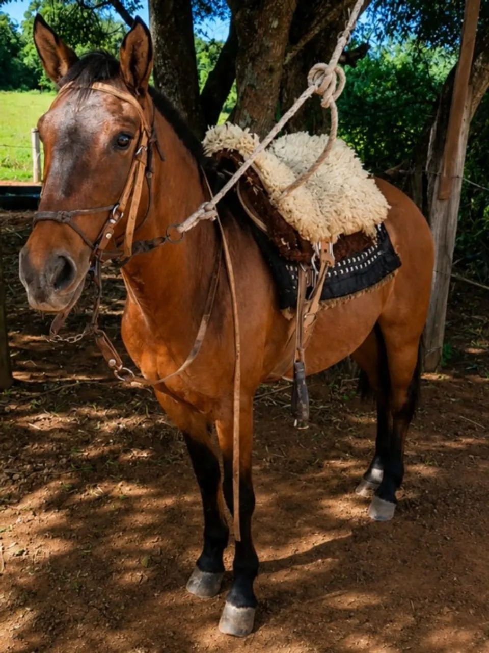 Égua crioula gateada, mansa, bem domada, linda e jovem