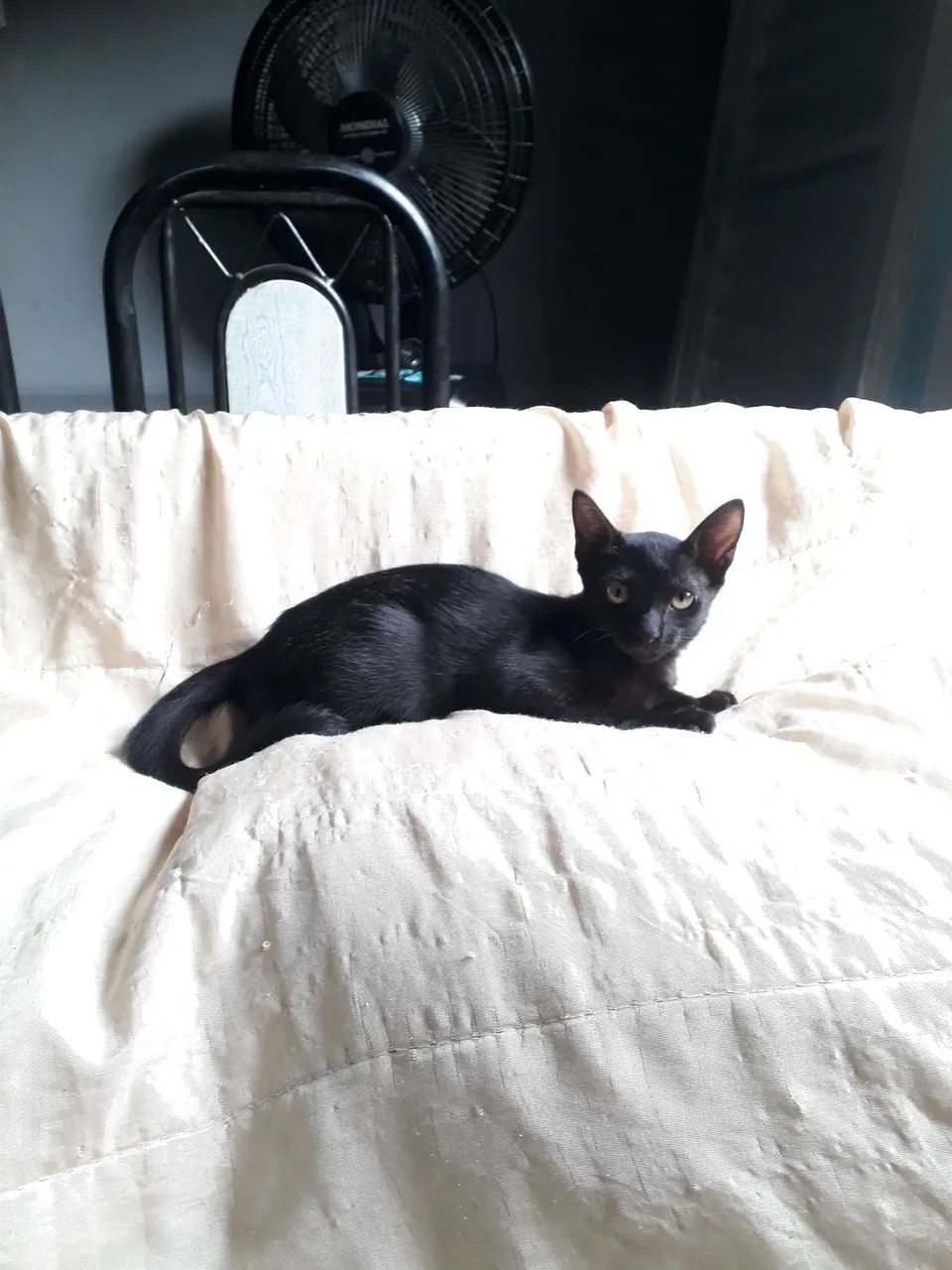 Doação Responsável  *(fêmea)