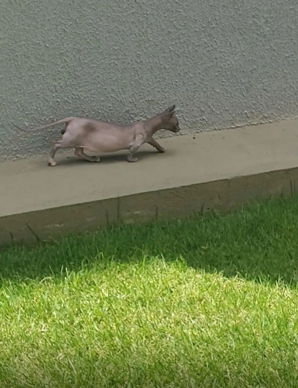Filhote sphynx dwelf