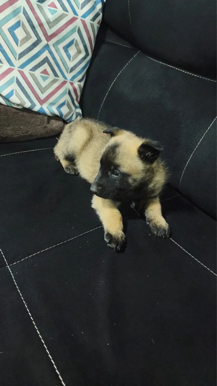 Filhotes de pastor belga malinois - Foto 2
