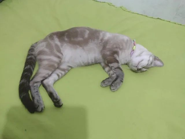 Adoção responsável - Foto 2