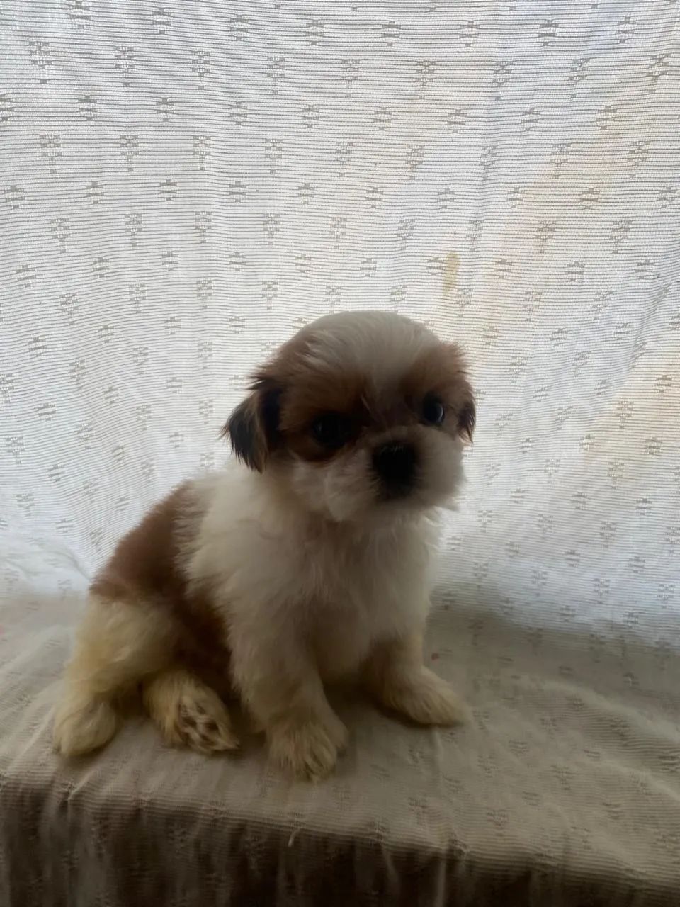 VENDO SHITSZU  - Foto 2
