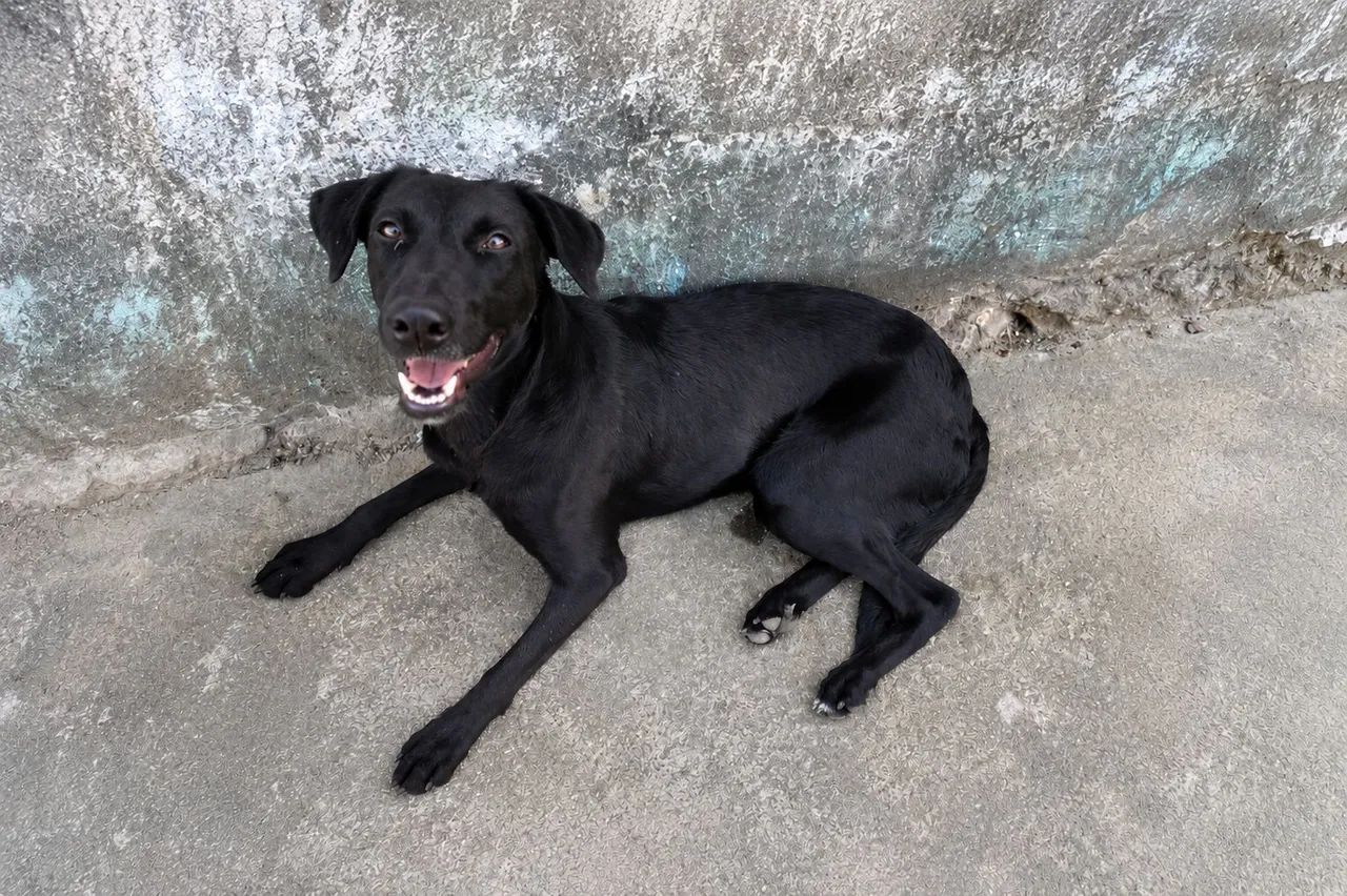 Adoção pra cachorro 