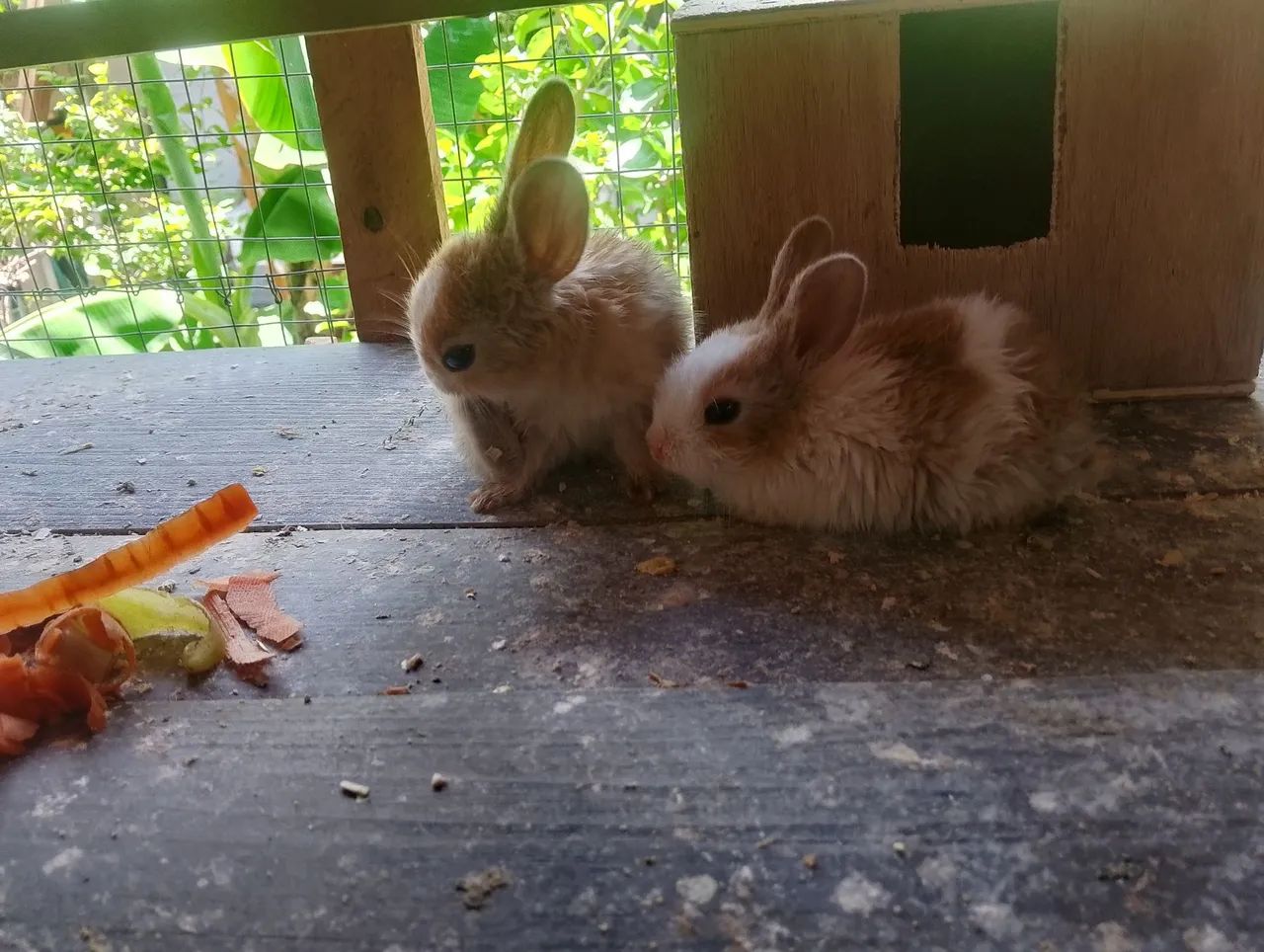 Mini coelho  - Foto 3