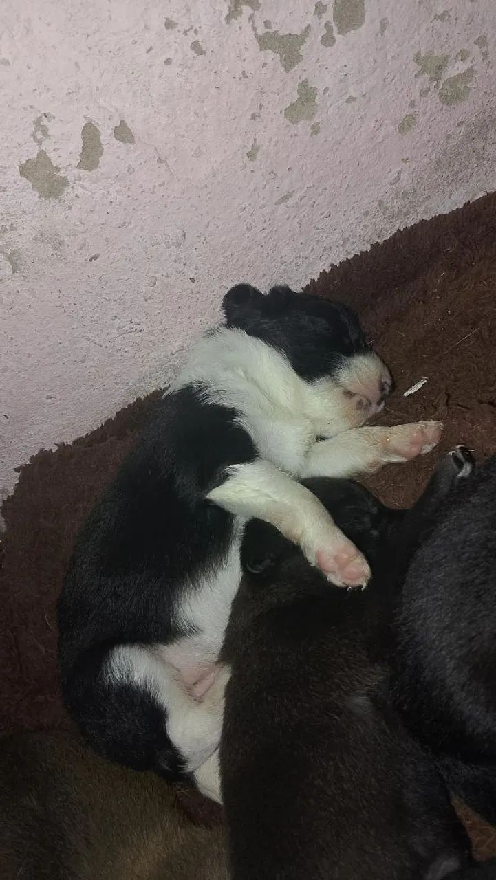 Cachorro que não cresce  - Foto 5