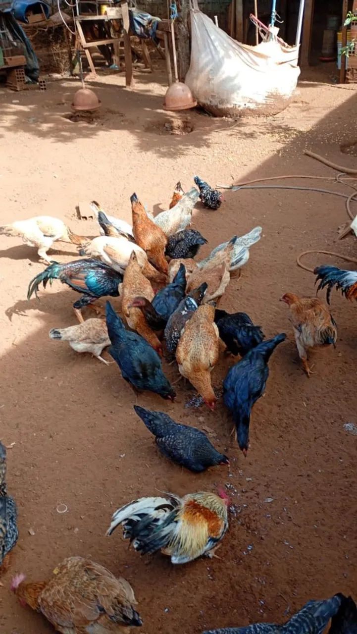 Galinhas