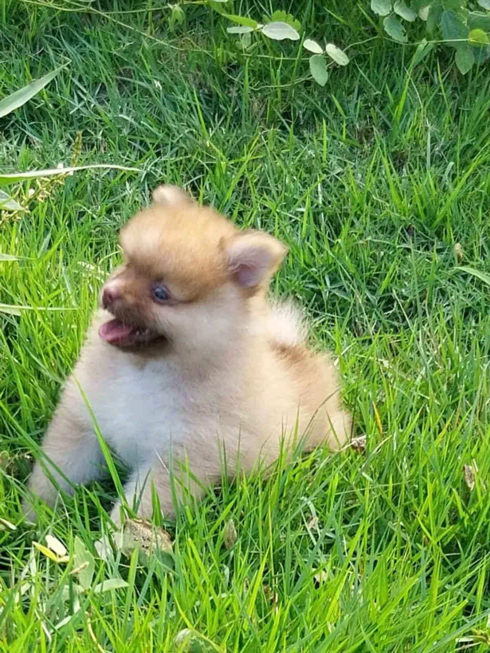 SPITZ MACHINHO  - Foto 3