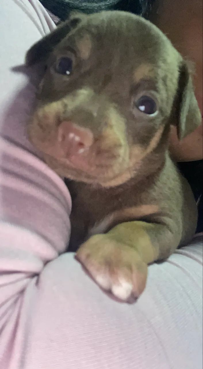 Vende-se - Foto 3