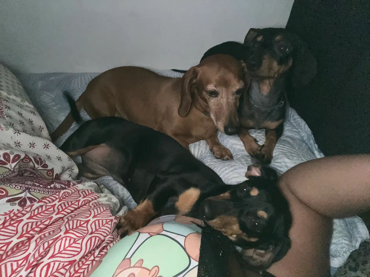 Filhotes de Dachshund - Foto 3