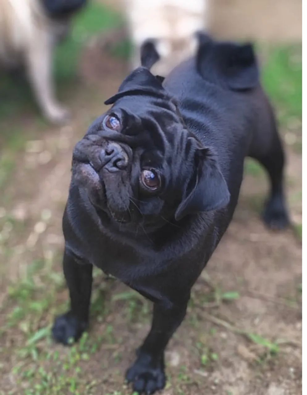 PUG quer namorar - Foto 2