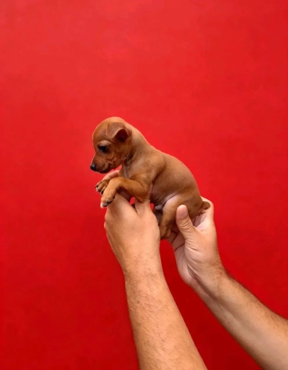 Pinscher 