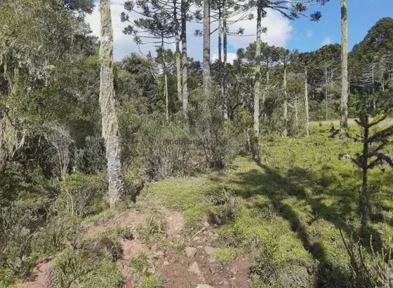 Fazenda/Sítio/Chácara para venda tem 580000 metros quadrados em Perico - São Joaquim - SC - Foto 2