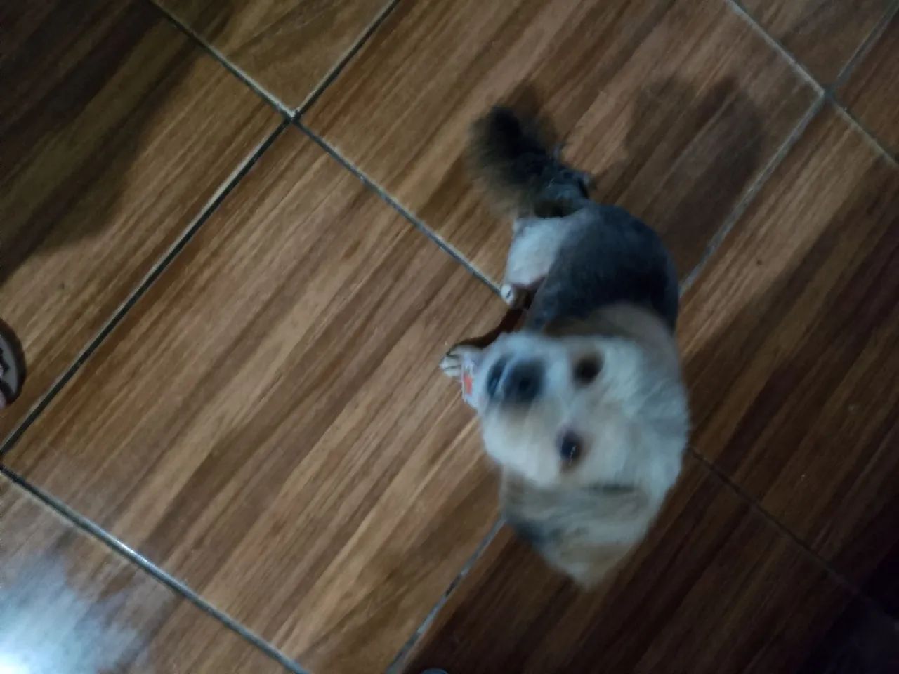 Cachorro  - Foto 3