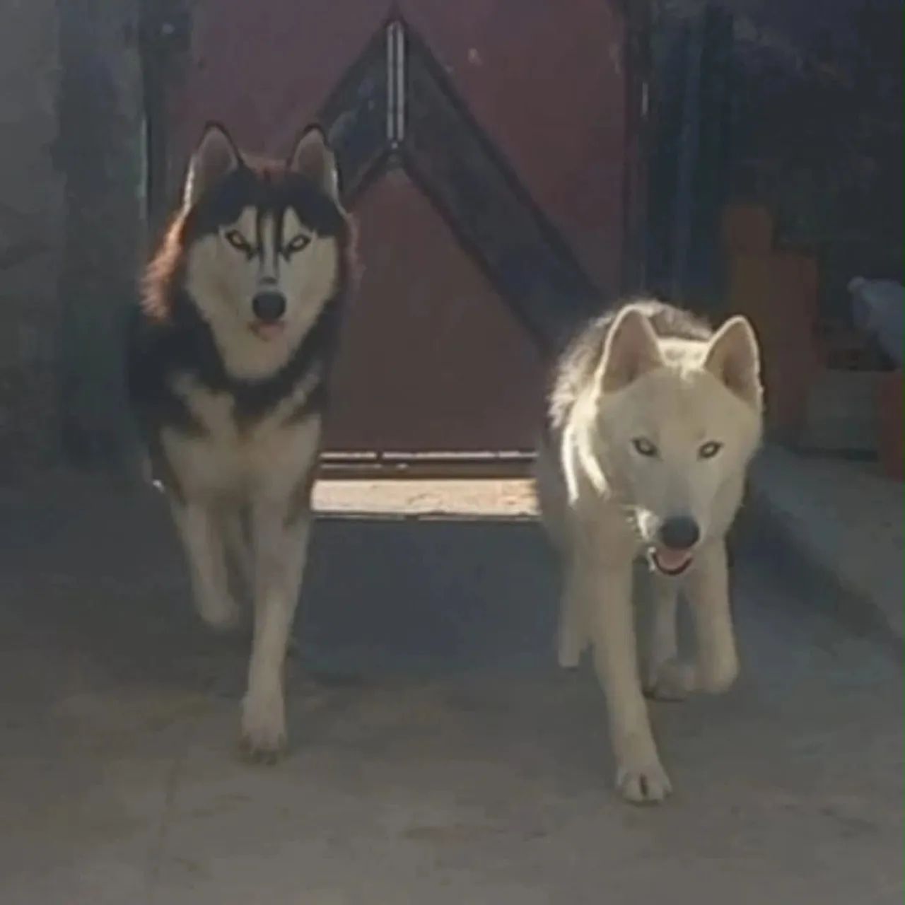 Filhote de husky - Foto 3
